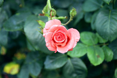 Close-up of coral rose blooming outdoors