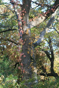 Low angle view of trees in forest during autumn