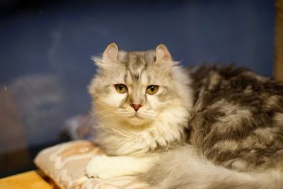 Portrait of cat relaxing at home