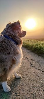 Close-up of a dog at sunset