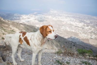 Dog looking away on mountain against sky