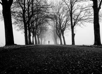 Surface level of bare trees in foggy weather