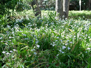 Flowering plants and trees in field