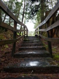 Low angle view of staircase in forest