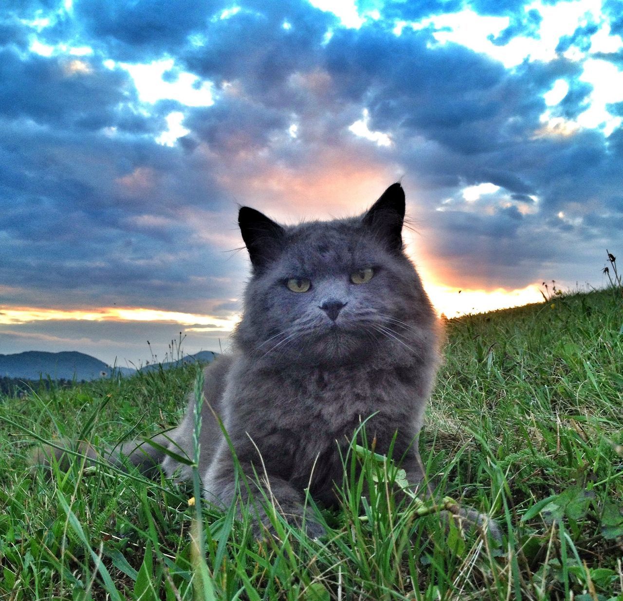 grass, sky, domestic animals, animal themes, one animal, cloud - sky, field, mammal, pets, cloudy, grassy, cloud, nature, sunset, landscape, beauty in nature, tranquility, tranquil scene, domestic cat, relaxation