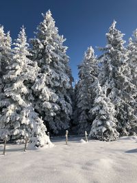 Snow covered trees against sky