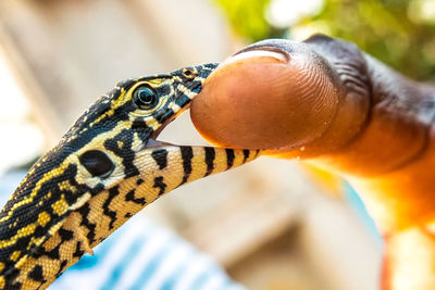 Close-up of lizard biting into finger