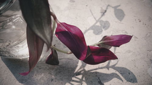 Close-up of wilted rose