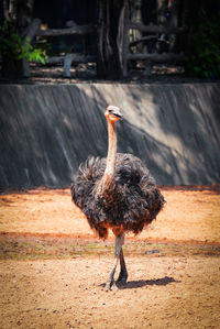 View of bird in zoo