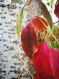Close-up of red maple leaves