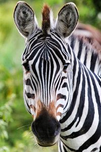 Close-up portrait of zebra