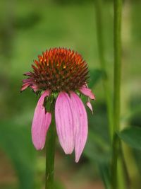 Close-up of pink flower