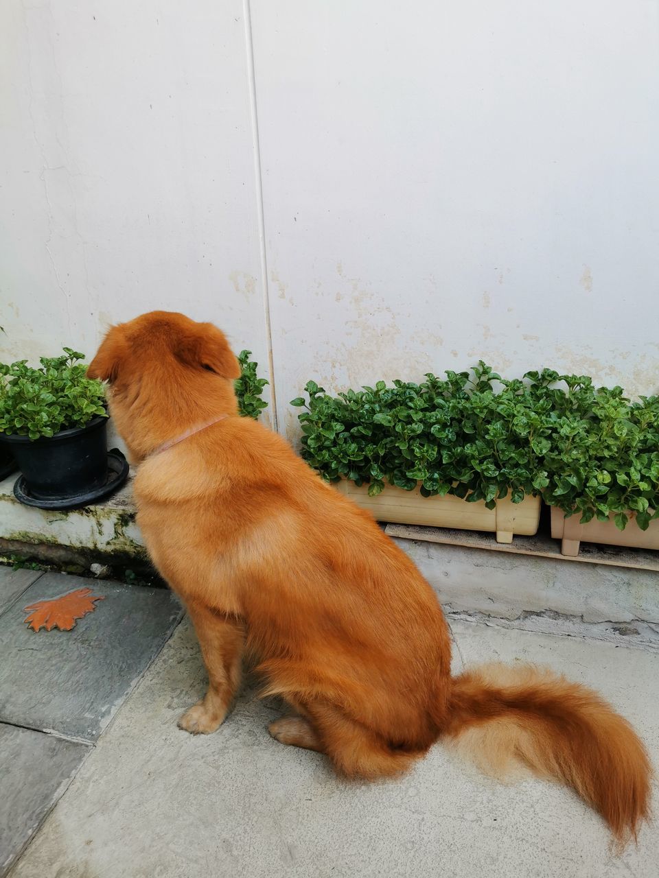 VIEW OF DOG SITTING ON WALL