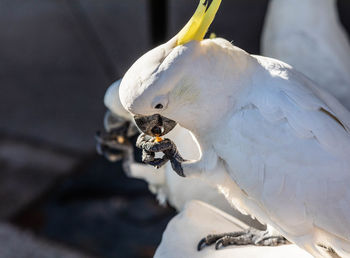 Close-up of cockatoo eatinf