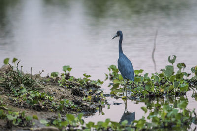 Bird in lake