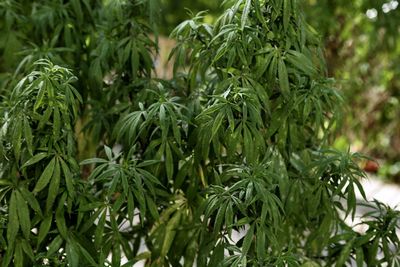 Close-up of fresh green plants