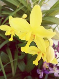 Close-up of yellow flower