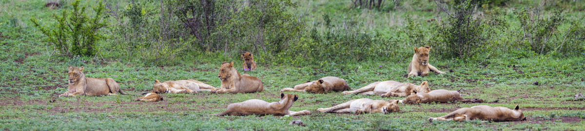 Lionesses relaxing on land