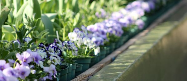 Close-up of purple flowers