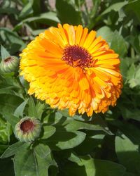 Close-up of yellow flower blooming outdoors