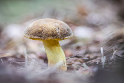 Close-up of mushroom growing on field