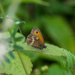 Close-up of butterfly on leaf