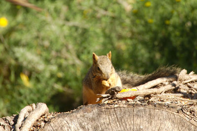 Squirrel with a tasty treat