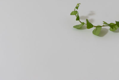 Close-up of plant against white background