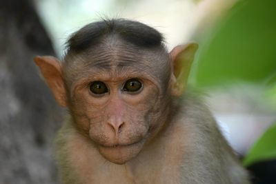 Close-up portrait of cute outdoors