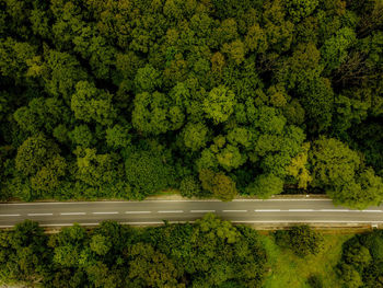 High angle view of road amidst trees in forest