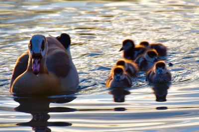 Close-up of ducks in lake
