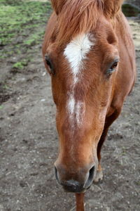 Close-up portrait of horse