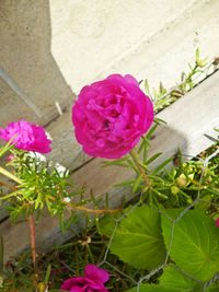 Close-up of pink flowers blooming outdoors