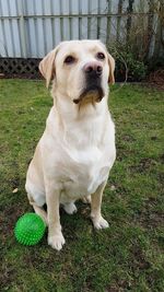 Close-up of dog sitting on grass