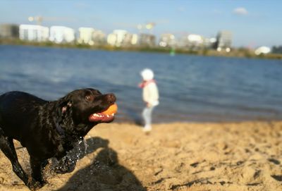 Close-up of dog with ball walking at beach