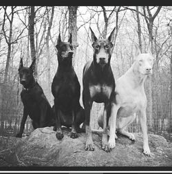 animal themes