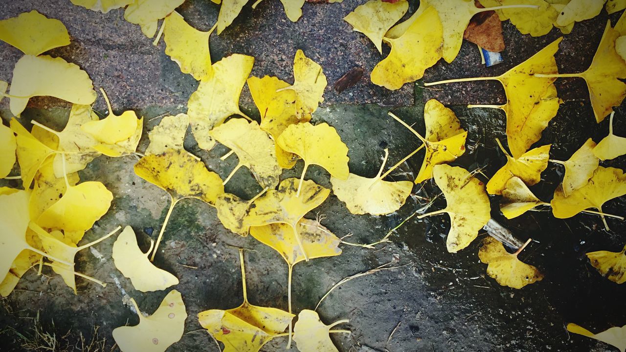 leaf, autumn, yellow, change, leaves, season, dry, high angle view, fallen, nature, close-up, full frame, backgrounds, day, outdoors, no people, abundance, maple leaf, field, fragility