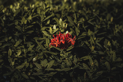 Close-up of red flowering plant