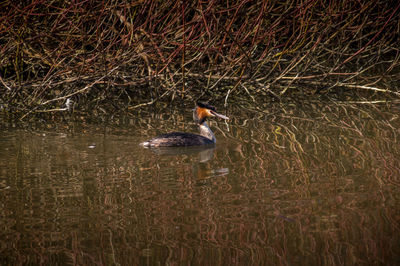Swan swimming on lake