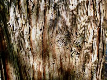 Full frame shot of tree trunk