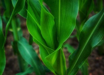 Close-up of green leaf on plant