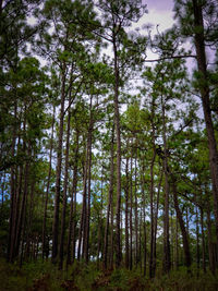 Low angle view of pine trees in forest