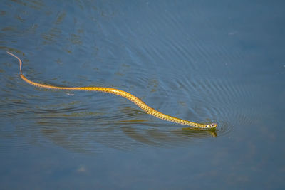 Grass snake swimming in a lake