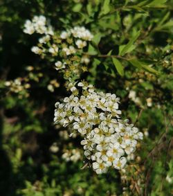 Close-up of white flowering plant