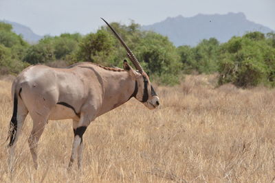 Side view of horse on field against sky