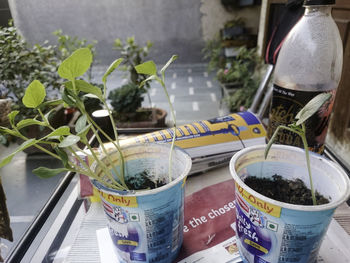 Close-up of potted plants in greenhouse