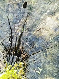 Close-up of tree trunk