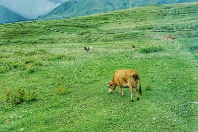 Cow grazing on field