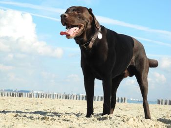 Close-up of dog against sky