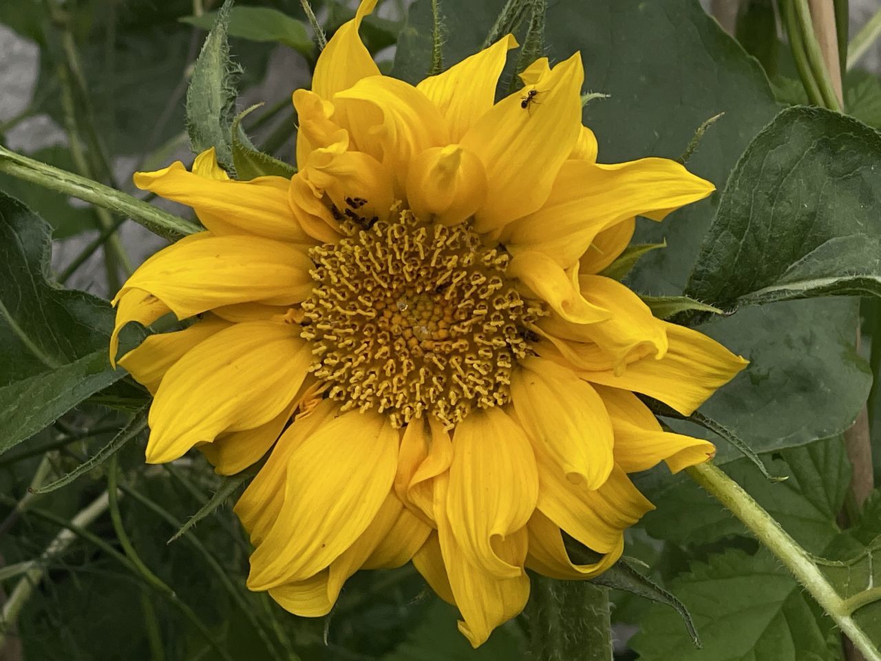 CLOSE-UP OF YELLOW FLOWER IN BLOOM